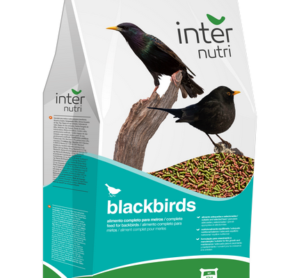 Internutri_Birds_blackbirds_3D