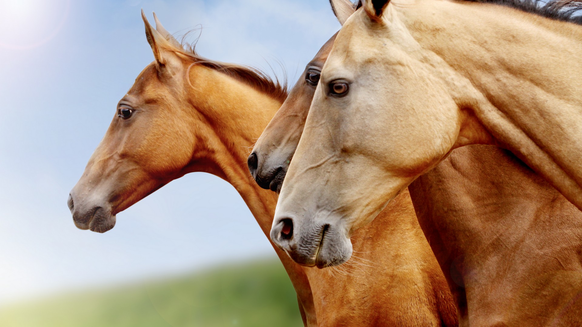 purebred horses closeup